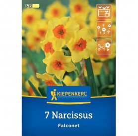 Narcissus 'Falconet' - Hagyma