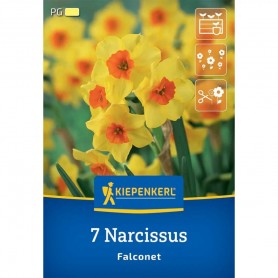 Narcissus 'Falconet' - Hagyma