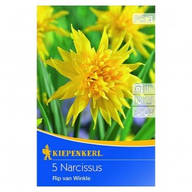 Narcissus 'Rip van Winkle' - Hagyma
