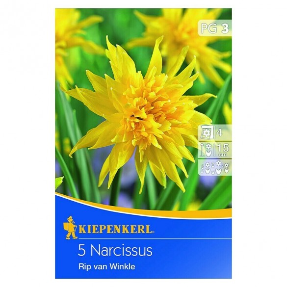 Narcissus 'Rip van Winkle' - Hagyma
