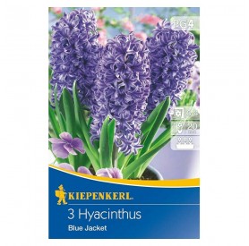 Hyacinthus 'Blue Jacket' - Hagyma
