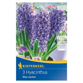 Hyacinthus 'Blue Jacket' - Hagyma