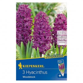 Hyacinthus 'Woodstock' - Hagyma
