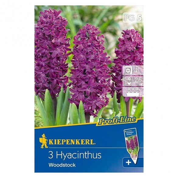 Hyacinthus 'Woodstock' - Hagyma