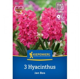 Hyacinthus 'Jan Bos' - Hagyma