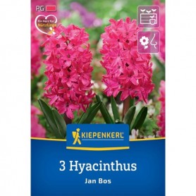 Hyacinthus 'Jan Bos' - Hagyma