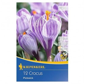 Crocus 'Pickwick' - Hagyma