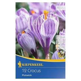 Crocus 'Pickwick' - Hagyma
