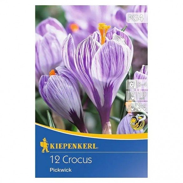 Crocus 'Pickwick' - Hagyma