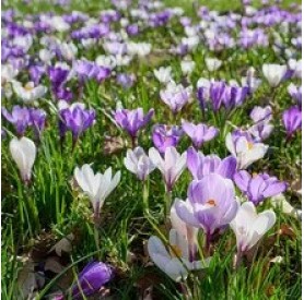 Crocus 'Großblumiger Mix' - Hagyma