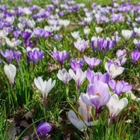 Crocus 'Großblumiger Mix' - Hagyma