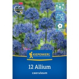 Allium 'Caeruleum' - Hagyma