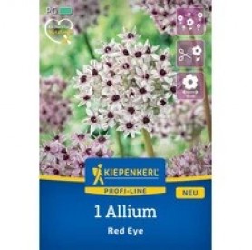 Allium 'Red Eye' - Hagyma