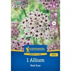 Allium 'Red Eye' - Hagyma