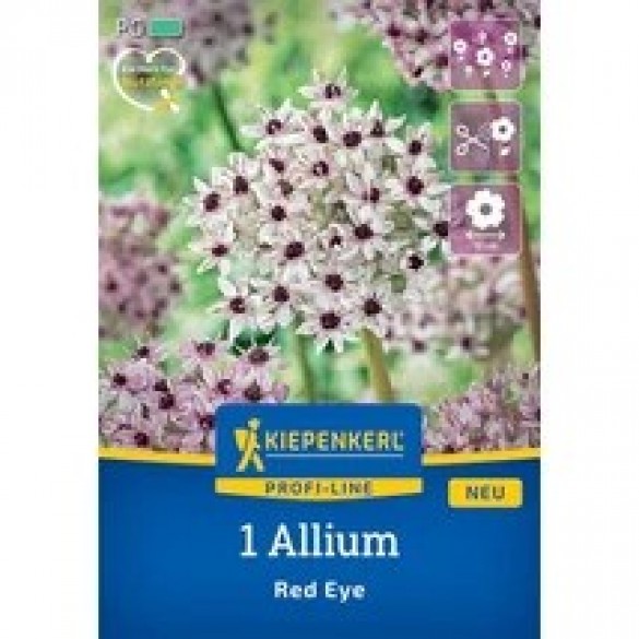 Allium 'Red Eye' - Hagyma