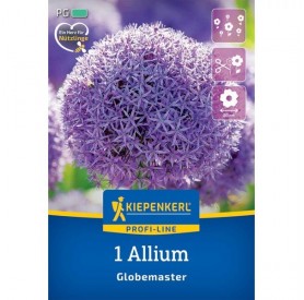 Allium 'Globemaster' - Hagyma