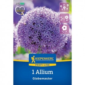 Allium 'Globemaster' - Hagyma