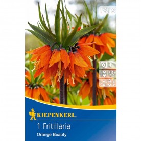 Fritillaria 'Orange Beauty' - Hagyma