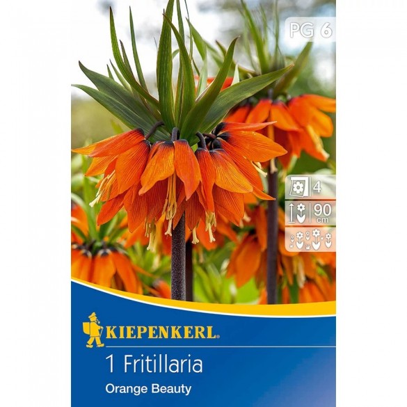 Fritillaria 'Orange Beauty' - Hagyma