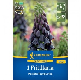 Fritillaria 'Purple Favourite' - Hagyma
