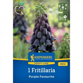 Fritillaria 'Purple Favourite' - Hagyma