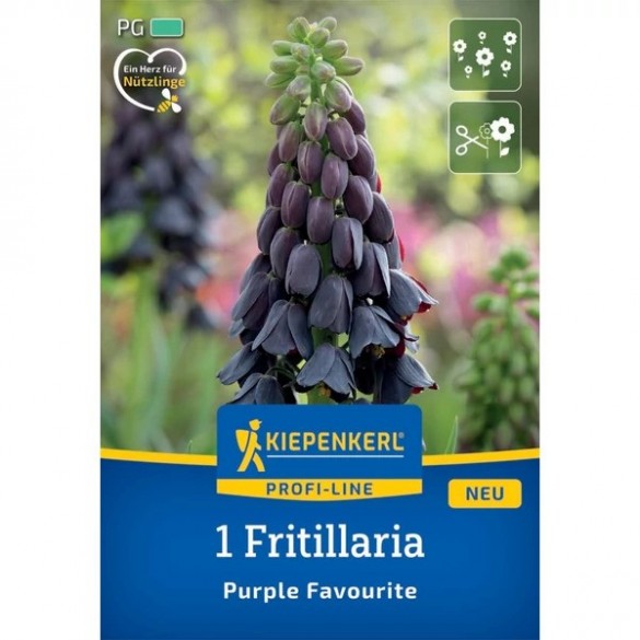 Fritillaria 'Purple Favourite' - Hagyma