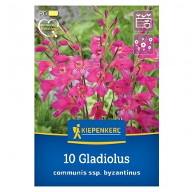 Gladiolus 'Communis Byzantinus' - Hagyma