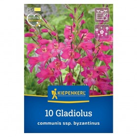 Gladiolus 'Communis Byzantinus' - Hagyma