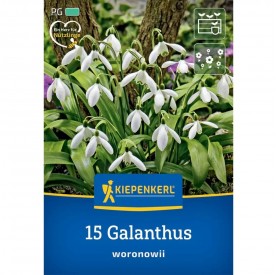 Galanthus 'Woronowii' - Hagyma
