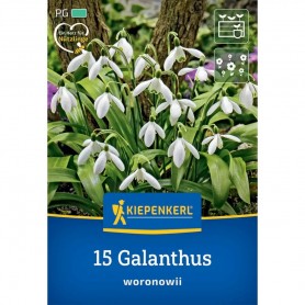 Galanthus 'Woronowii' - Hagyma