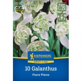 Galanthus 'Flore Pleno' - Hagyma
