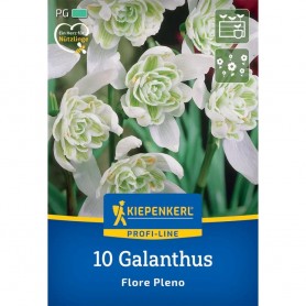 Galanthus 'Flore Pleno' - Hagyma