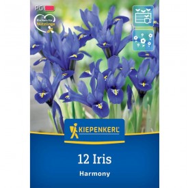 Iris 'Reticulata' - Hagyma
