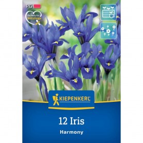 Iris 'Reticulata' - Hagyma