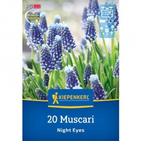 Muscari 'Night Eyes' - Hagyma