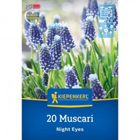 Muscari 'Night Eyes' - Hagyma