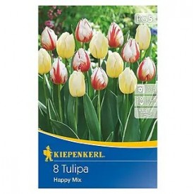Tulipa 'Happy Mix' - Hagyma