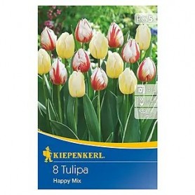 Tulipa 'Happy Mix' - Hagyma