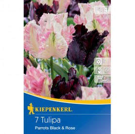Tulipa 'Parrots Black and Rose' - Hagyma