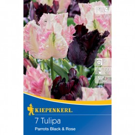 Tulipa 'Parrots Black and Rose' - Hagyma