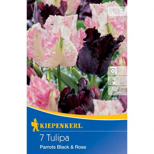 Tulipa 'Parrots Black and Rose' - Hagyma