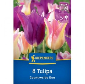 Tulipa 'Countryside Duo' - Hagyma