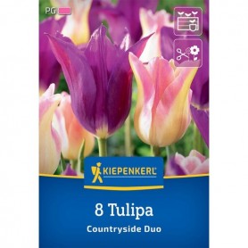 Tulipa 'Countryside Duo' - Hagyma