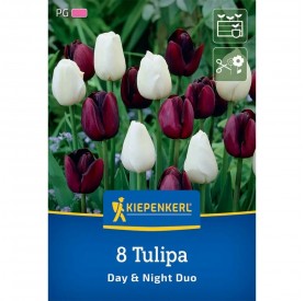 Tulipa 'Day & Night Duo' - Hagyma