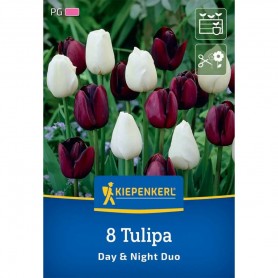 Tulipa 'Day & Night Duo' - Hagyma