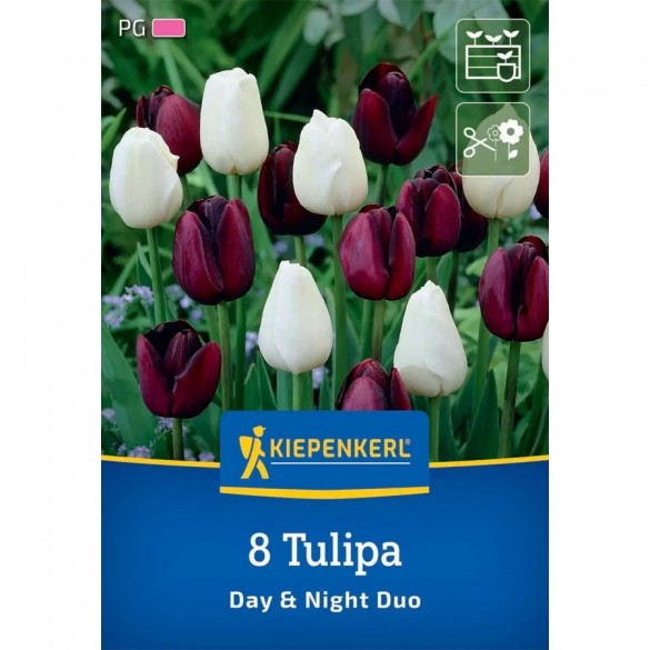 Tulipa 'Day & Night Duo' - Hagyma