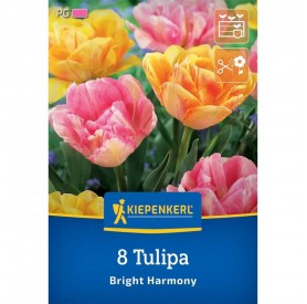 Tulipa 'Bright Harmony' - Hagyma