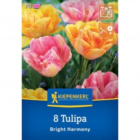 Tulipa 'Bright Harmony' - Hagyma