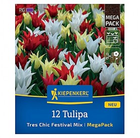Tulipa 'Tres Chic Festival Mix' - Hagyma