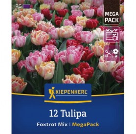 Tulipa 'Foxtrot Mix' - Hagyma